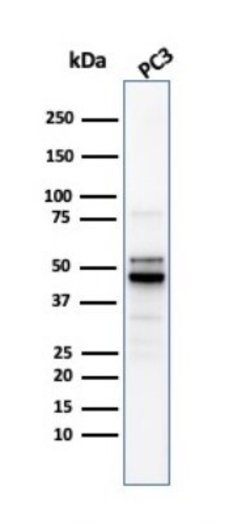 Ornithine Decarboxylase Antibody (ODC1/2878R) - Azide and BSA Free, Novus Biologicals 100 &mu;g | Buy Online | Novus Biologicals | Fisher Scientific